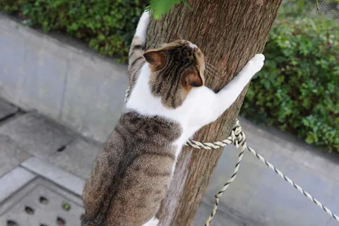 Top 10 Best Cat Climbers Reviews