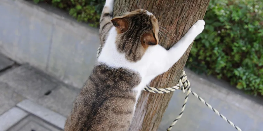 Top 10 Best Cat Climbers Reviews