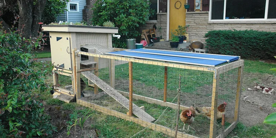 Top 10 Best Chicken Coops Reviews